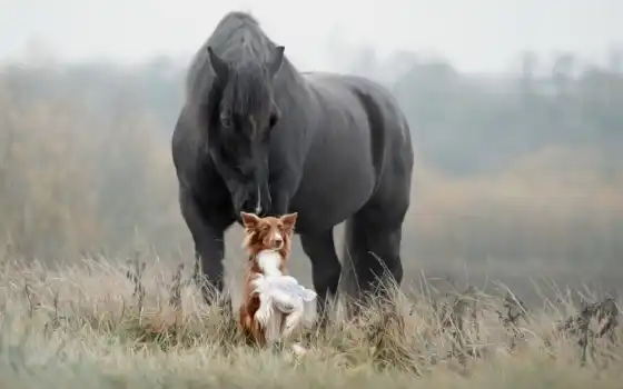 собака, лошадь, друг, трава