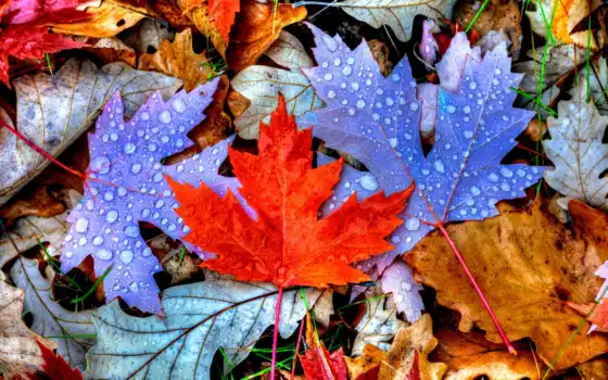 листья, you, фотопанно, осень, colorful, looking, resolution, фотообоев, беларуси, sale, 