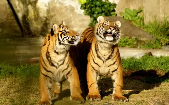 тигры, тигр, тигрята, тигра, 