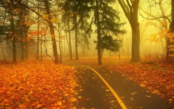 осень, дорога, туман, лес, дороги, 