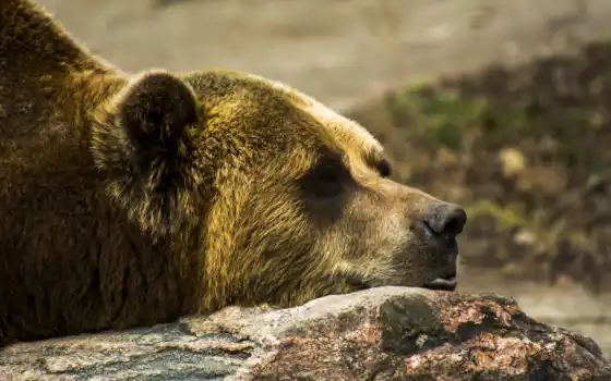 grizzly, медведь, profile, глаза, profil, pierre, lies, камень, perfil, браун, 