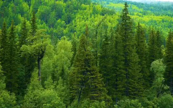лес, природа, дерево, россия