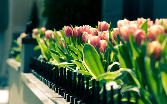весна, собираясь, тюльпаны, настольные, пейзажные, кубку, к классу,