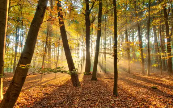 лес, природа, осень, деревья, свет, 