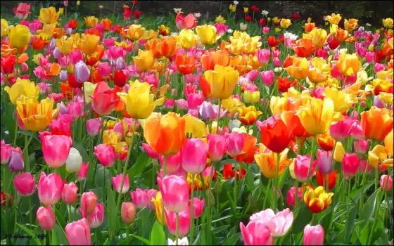тюльпаны, тюльпаны, свитки, тюльпаны, посадка, условия, жизнь, тюльпанов,