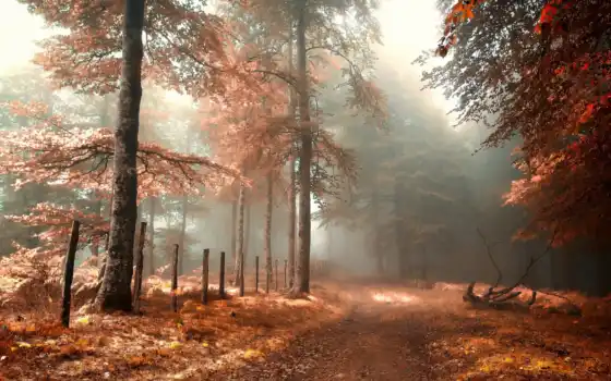 дорога, туман, забор, лес, коллекция, осень, природа, одеяло