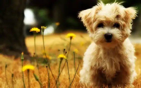 обои на рабочий стол, красивые картинки, картинки для ipad, обои для android