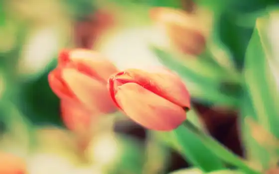 тюльпаны, весна,