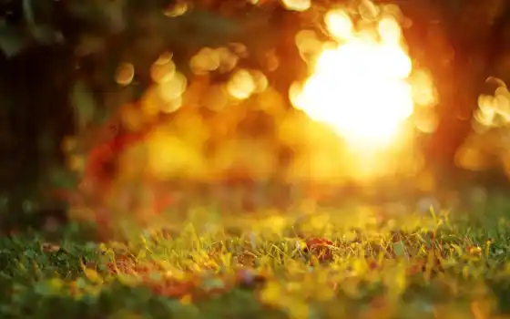 закат, трава, side, вечер, дерево, лист, природа, размытость, осень, sun, makryi