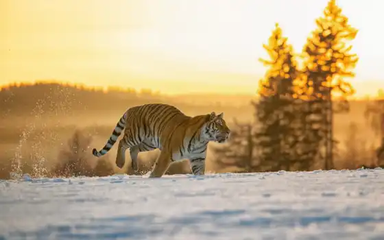 тигр, лев, зима, тигрис, слева, след