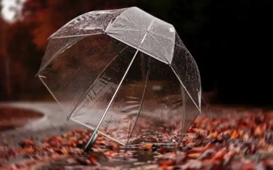 зонтик, дождь, осень, drop, fore, природа, дерево, лист