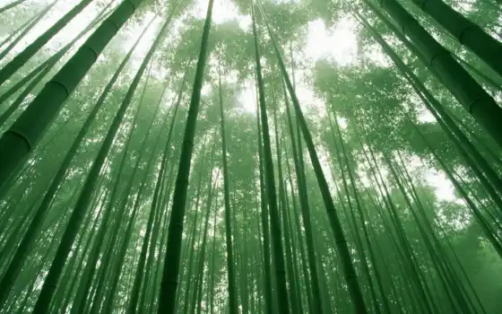 лес, бамбук, сагано, деревья,