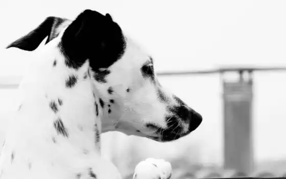 обои на рабочий стол, красивые картинки, картинки для ipad, обои для android