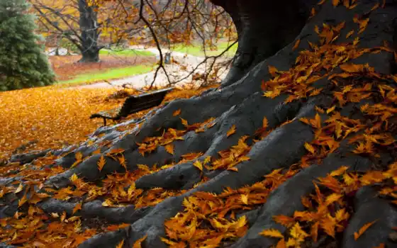 парк, осень, листья, скамья, дерево, дерева, 