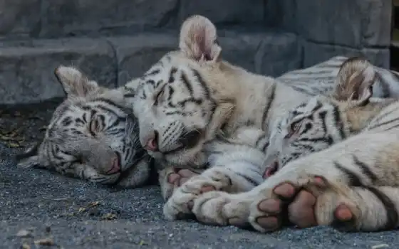 тигр, кошка, мир, красивые, сон, сновидений, белый, осознанных, сказочный, фотоальбом, главная, волшебные, марта, 