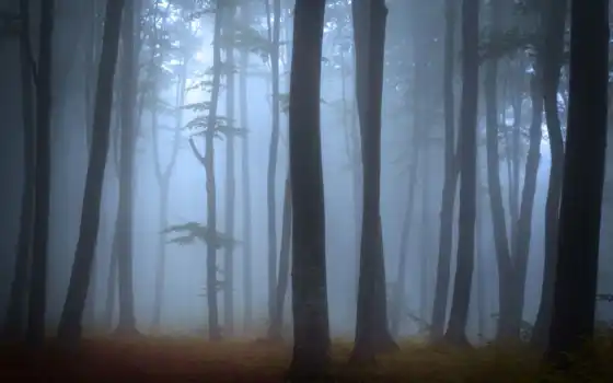 лес, мистик, туманность, запас,