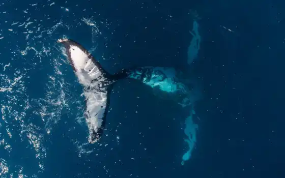 кит, humpback, animal, море, ocean, see, underwater, social