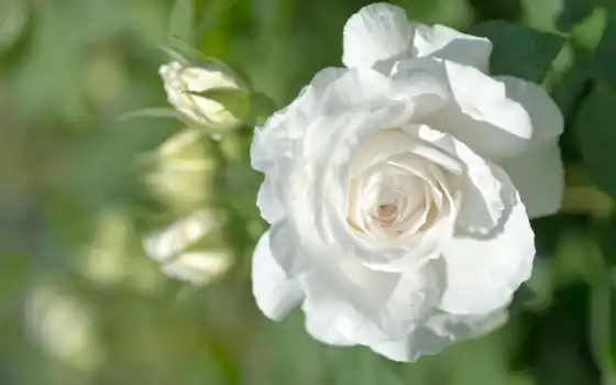 лентяй, додана, бутон, капелька, белый, роза, макри, сад, fototapetum