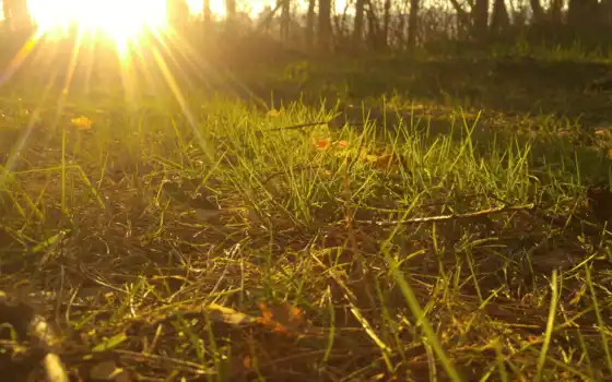 трава, солнце, поляна