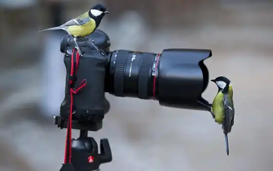 птица, фотоаппарат, синица