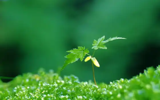 зелёный, растение, листочки, spring, life, 