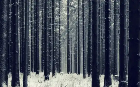 лес, зима, темные,