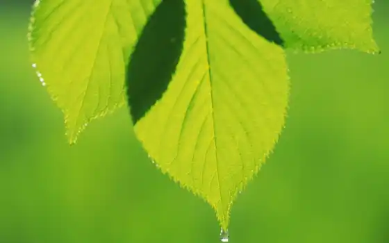 leaf, drop