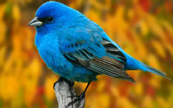 птицы, птица, синяя, голубая, птиц, цейлона, птичка, 