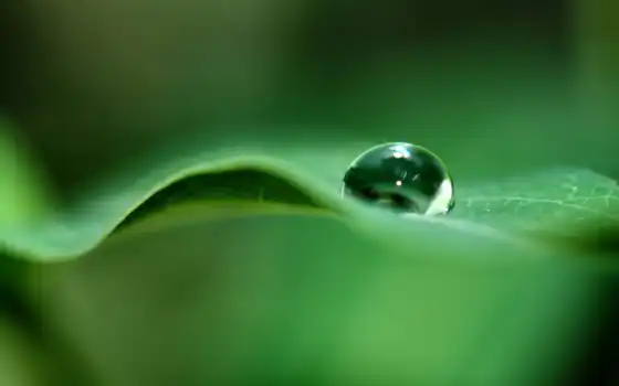 природа, photography, drops, ipad, water, drop, leaf, 