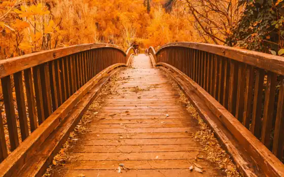 мост, осень, форе, деревянный, деревянный, тропинка, внутри