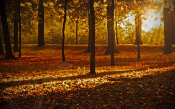 природа, листопад, осень, рисунки, ноябрь, деревя, 