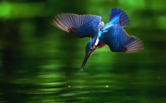 kingfisher, изображения, бесплатные,
