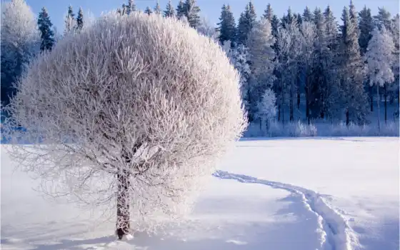 зима, лес, а кидода, хронология, история, русские, любимый, горные,