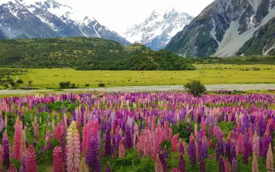 Цветы, зеландия, новое, редкое, природа, гора, пейзаж, поле, природа, растение