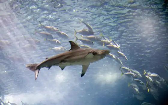 tiburón, blanco, акулы, акулы, pisces, carcharodon,