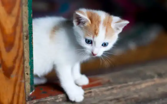 синего, котенок, глаза, симпатичные, белые, синие, малыш, усы, дебилка