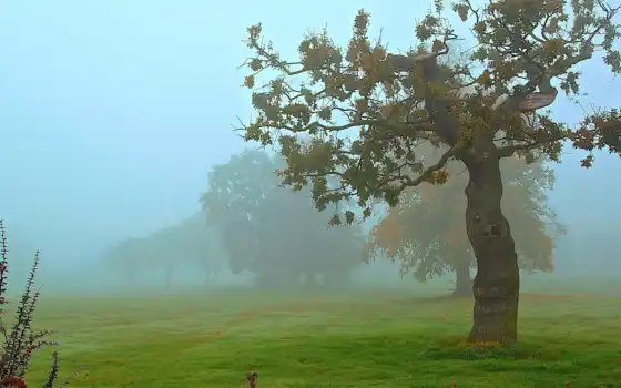 парк, осень, мяч, лес, дерево