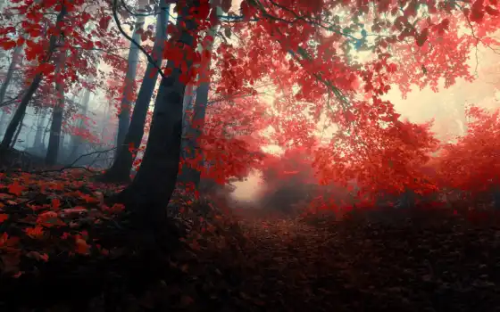 лес, осень, дерево, красное