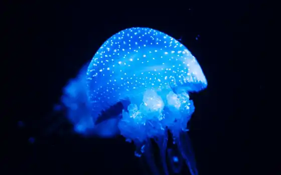 медузы, высокие, хитам
