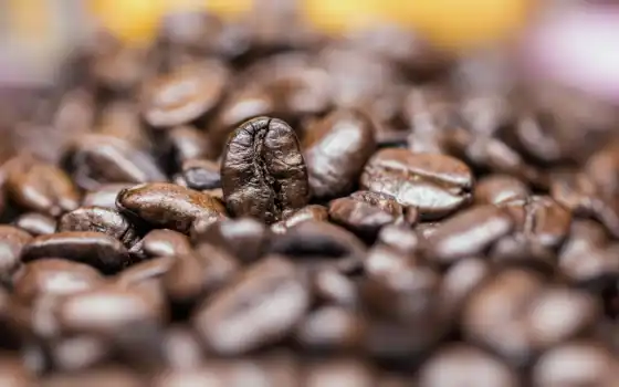 coffee, seed