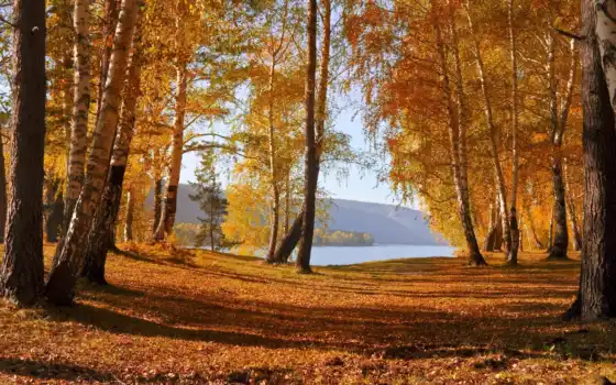 природа, осень, деревья, листья, озеро, картинка, 