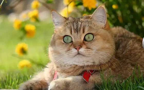 кот, рыжий,зеленые глаза,природа,
