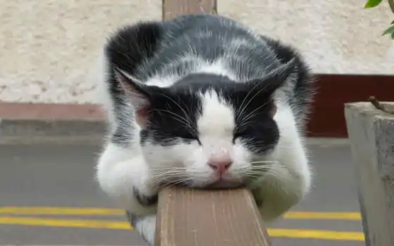 кот, спать, забор, отдых, спит, 