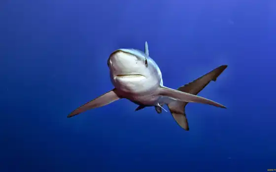 акула, 
