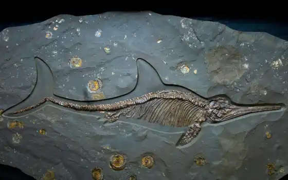 фото, ichthyosaur, цитры, дорец, alamyichthyosaur
