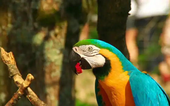 macaw, клюв