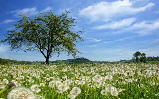 поле, одуванчик, весна, лето, цветы