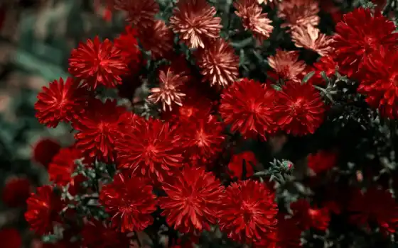 хризантемы, красивые, цветы, красные, такие, 