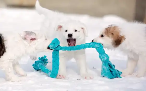 собаки, щенки, зима, игра, щенок,