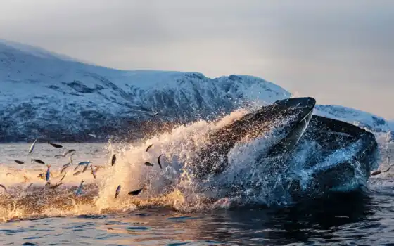 кит, горбатый